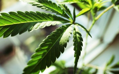 LRADAC’s Position Statement on the Recreational Use of Marijuana